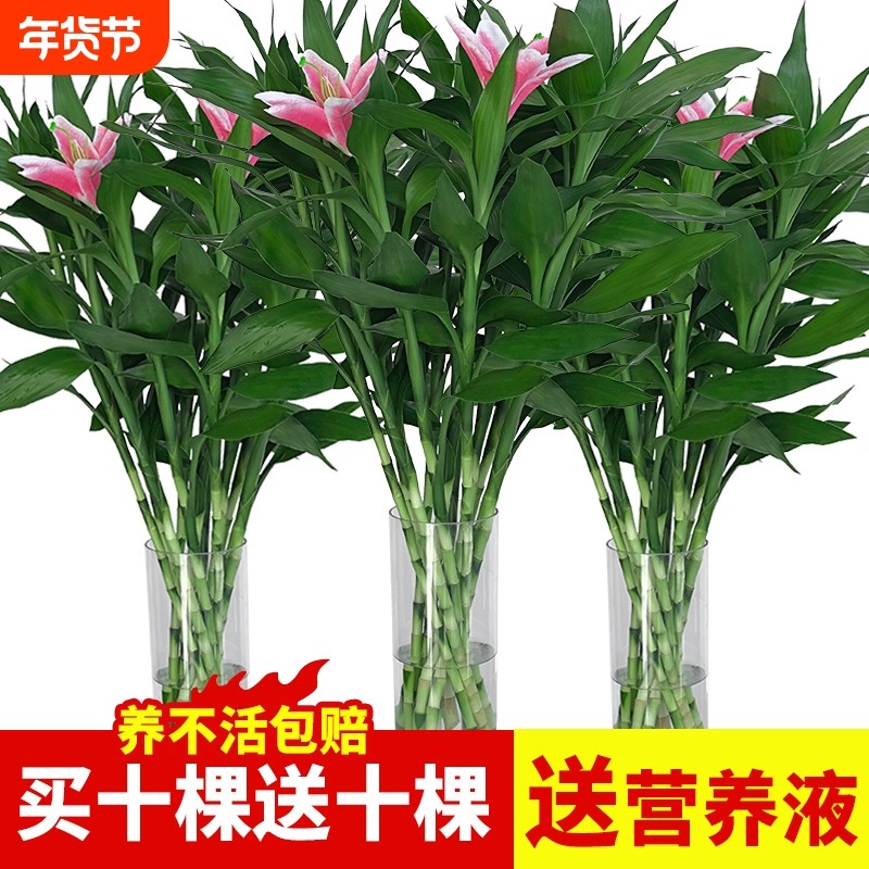 富贵竹水培植物观音竹室内水养带根客厅绿植花卉绿萝盆栽真花摆放