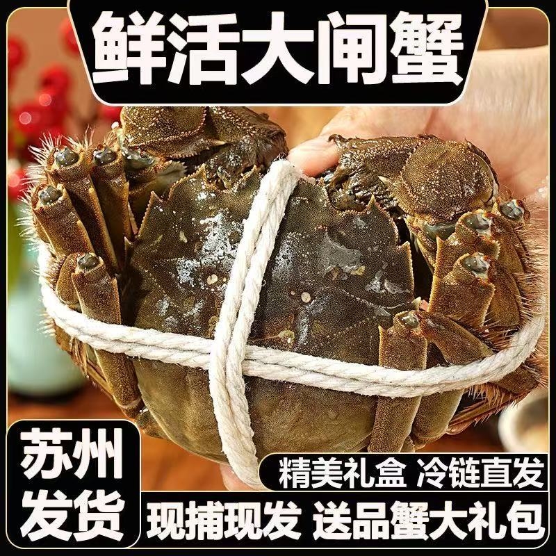 现货鲜活大闸蟹公母螃蟹生鲜河蟹海鲜水产礼盒装6/12含绳苏州发货