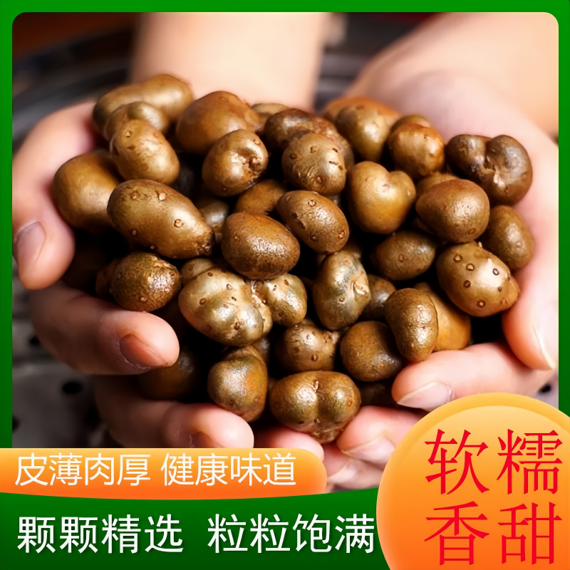 农家新鲜采摘铁棍山药豆冰糖葫芦用豆山药蛋地道优质产地直发现挖