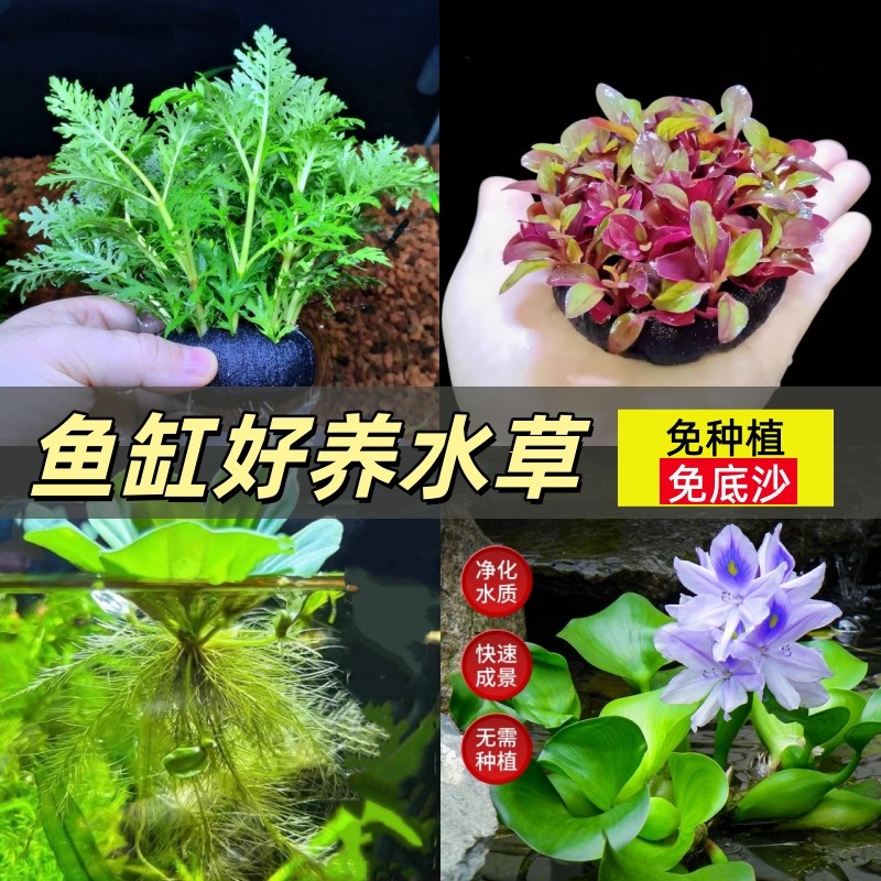 鱼缸全套水草植物真草造景生态净化养鱼增氧浮萍阴性水培净化绿植