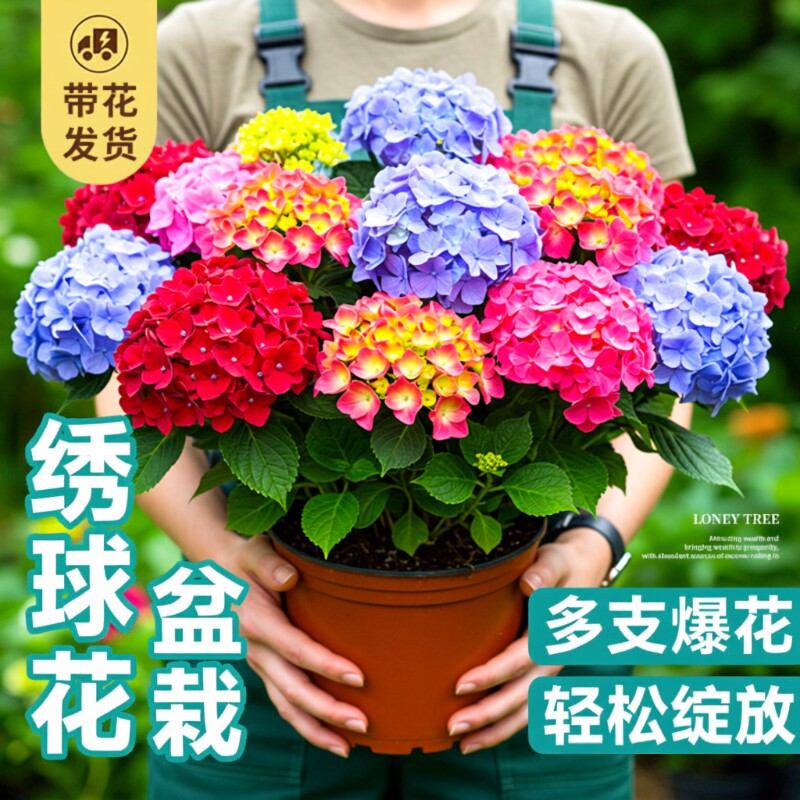 无尽夏绣球花苗盆栽带花苞四季开花卉绿植物室内阳台庭院老桩鲜花