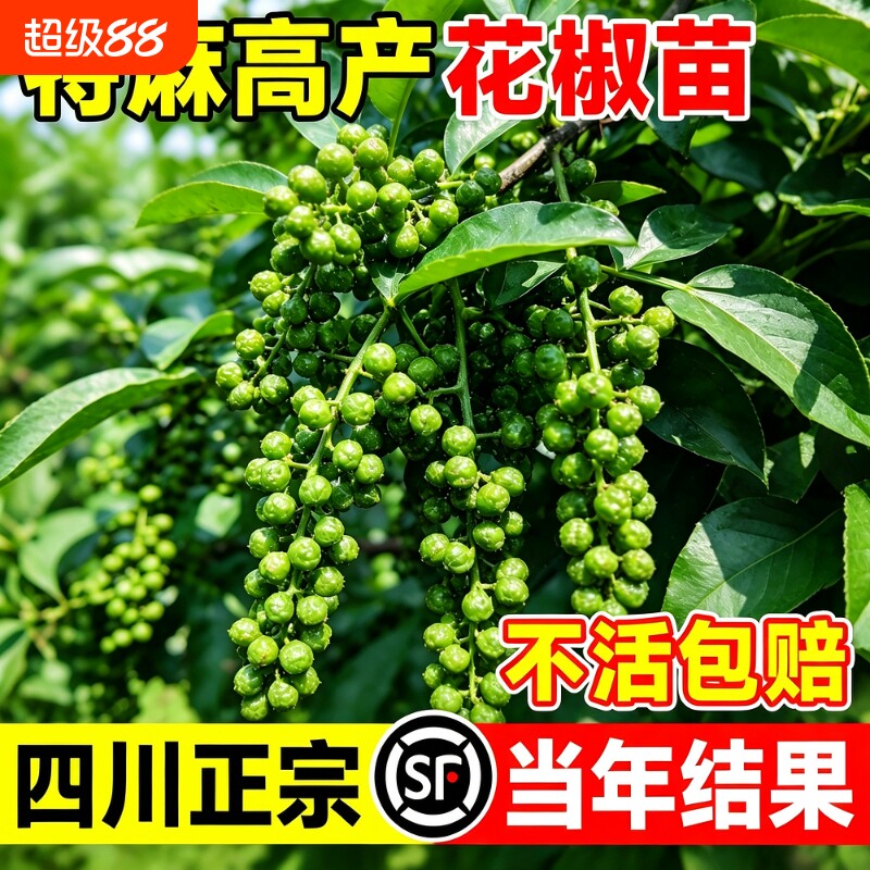【不活包赔】正宗四川汉源花椒苗图片