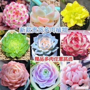 任选多肉植物组合盆栽新手好养精品肉肉办公室花卉小盆栽懒人植物