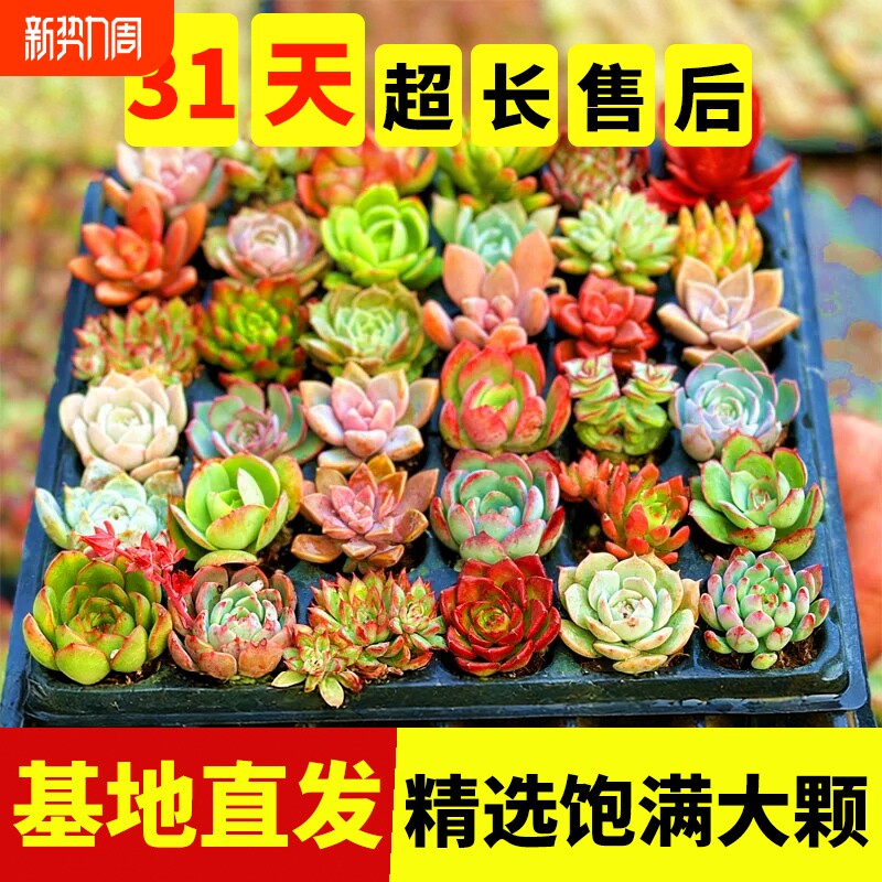 多肉植物室内带盆组合小盆栽大颗好养活懒人花卉肉肉套装四季易活