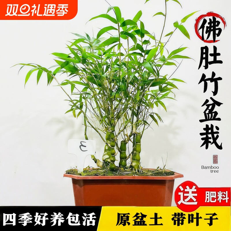 佛肚竹盆栽老桩矮化罗汉竹小盆景室内客厅办公室桌面四季常青竹子