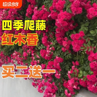 四季爬藤红木香花苗爬藤植物庭院花卉盆栽重瓣黄木香无刺蔷薇花苗