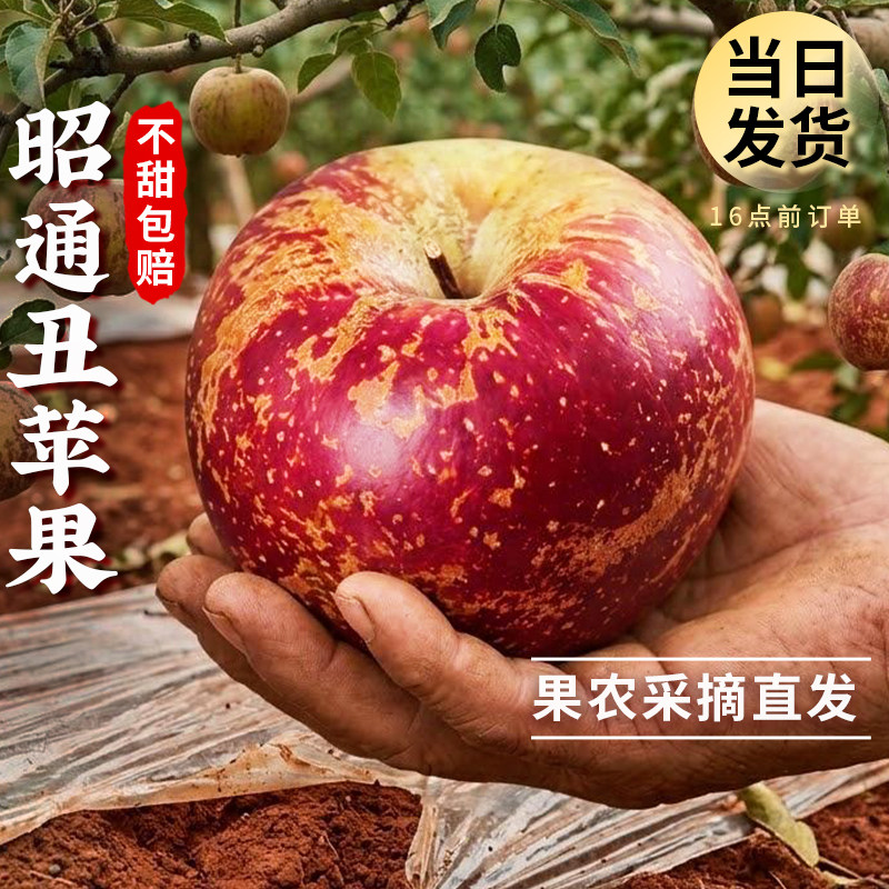 云南昭通红露丑苹果正宗冰糖心红富士新鲜水果当季整箱产地直发