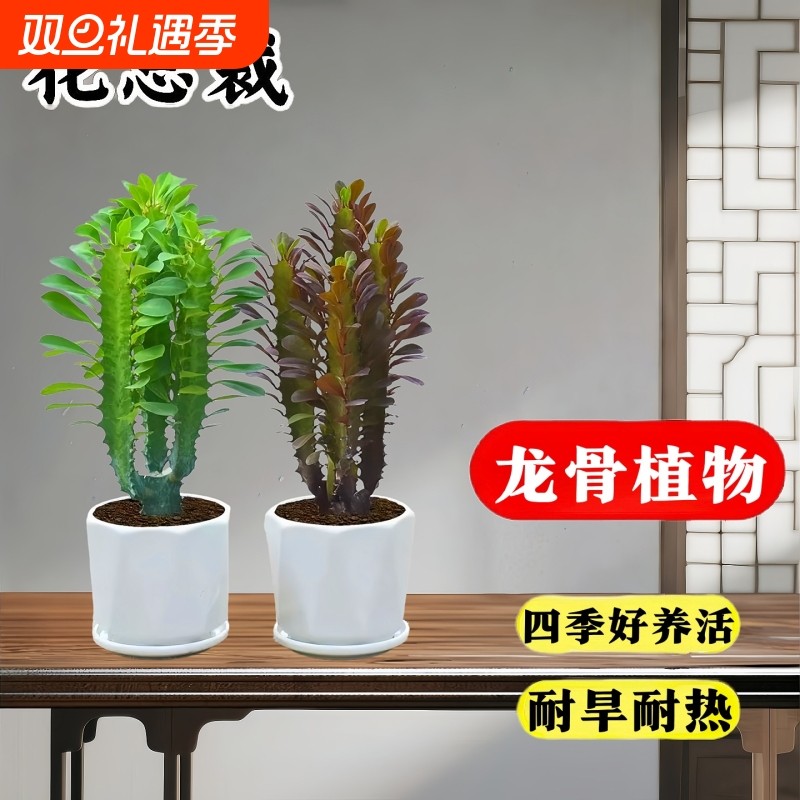 巴西龙骨植物盆栽大办公室桌面