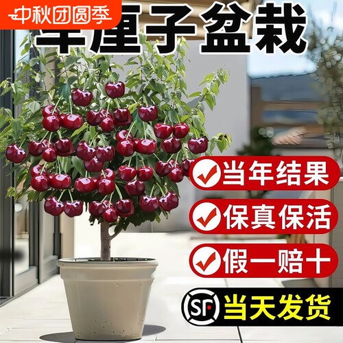 正宗车厘子树苗樱桃树苗庭院别墅盆栽地栽南北方种植嫁接果树果苗