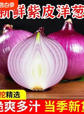 高产紫皮圆洋葱四季蔬菜种子紫皮洋葱深紫色生吃炒菜烹饪