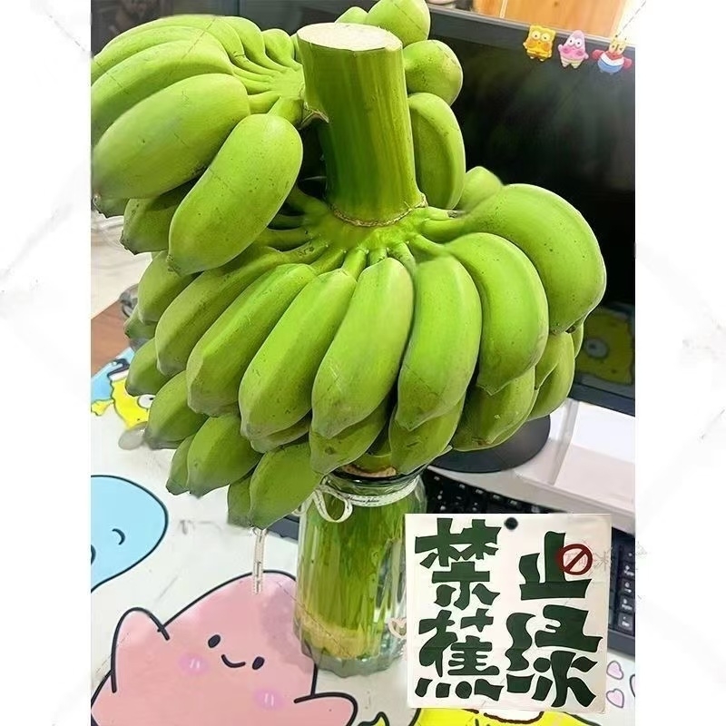 禁止蕉绿带杆小米蕉办公室桌面苹果香蕉小香蕉芭蕉新鲜包邮