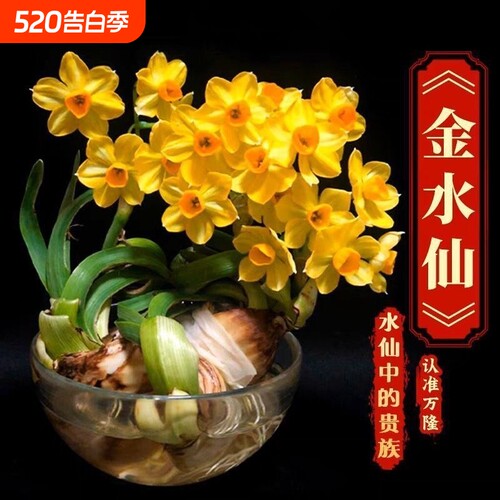 【金水仙—水仙中的贵族】新款金水仙花冬季水培四季花卉盆栽正品