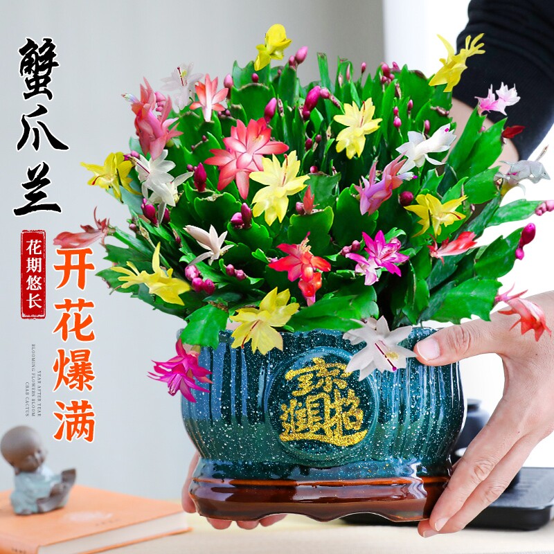 蟹爪兰盆栽带花苞多色花卉室内阳台绿植净化空气好养多季开花不断