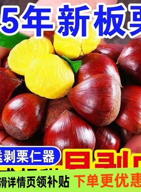 2025新鲜丹东板栗生板栗新下树当季辽宁嫩毛栗子5斤锥栗蔬菜包邮