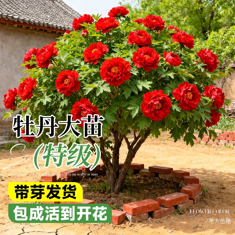 牡丹花苗盆栽特大苗正宗洛阳菏泽四季花卉牡丹花树苗阳台庭院耐阴
