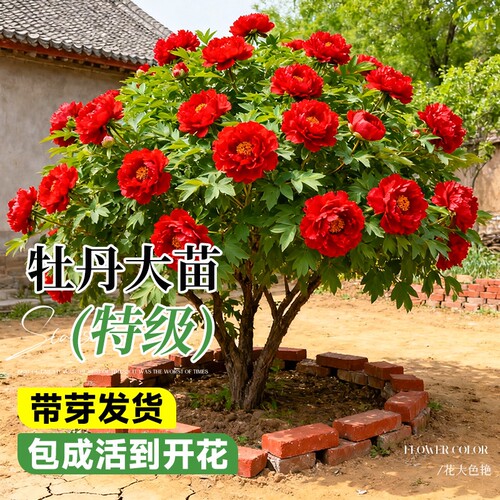 牡丹花苗盆栽特大苗正宗洛阳菏泽四季花卉牡丹花树苗阳台庭院耐阴