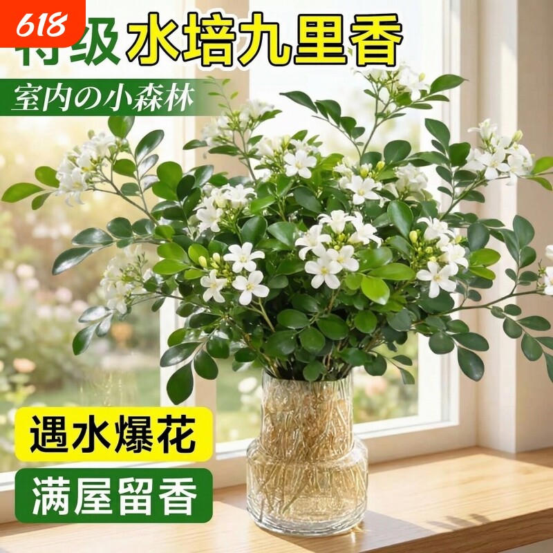 九里香盆栽水培植物驱蚊绿植室内茉莉鲜花水养花卉懒人四季吉利红