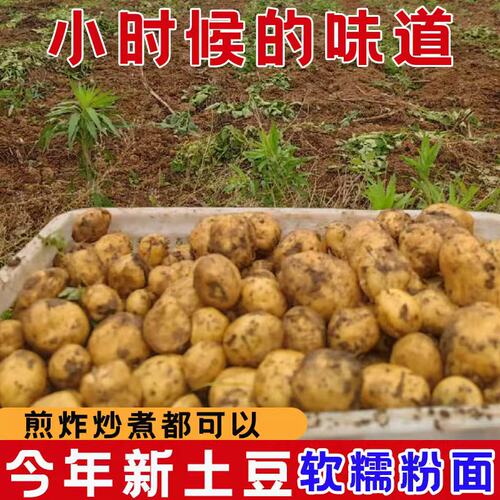恩施小土豆高山新鲜现挖