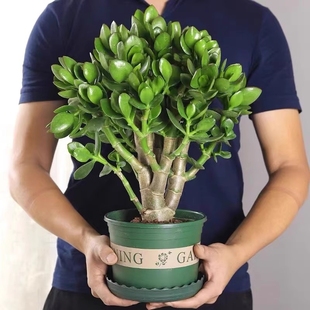 玉树盆栽老桩多肉植物发财树室内好养沙漠玫瑰花卉客厅阳台桌面
