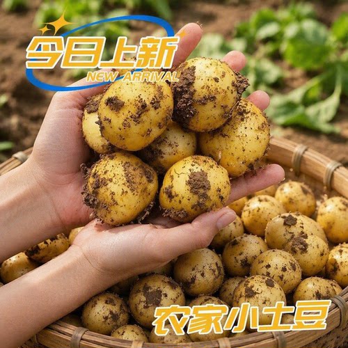 恩施小土豆土豆新鲜黄皮黄心当季马铃薯洋芋现挖农场直发包邮好吃