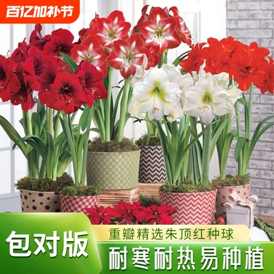 重瓣朱顶红种球阳台盆栽花卉绿植