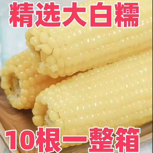 东北白糯玉米整箱批发甜加糯玉米真空装黏玉米棒早晚代餐宝宝辅食