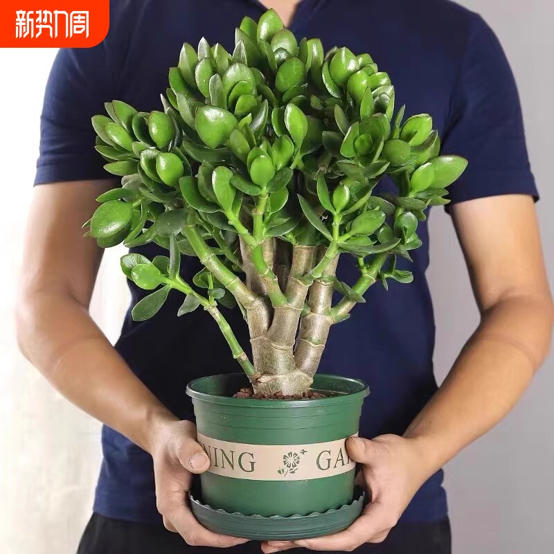 精品玉树盆栽老桩多肉植物发财树室内好养沙漠玫瑰花卉客厅阳台