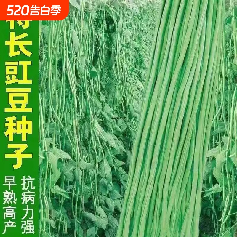 高产四号豆角长豆角种子四季豆耐热摘不败蔬菜种子芸豆豆种九粒