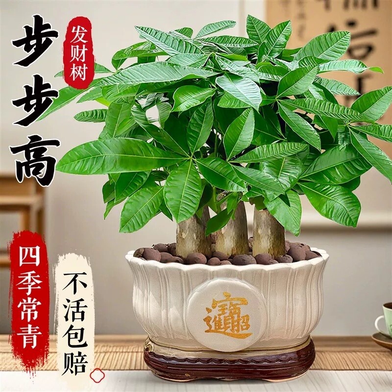 发财树盆栽易活植物四季常青招财室内客厅绿植小盆景花卉办公桌