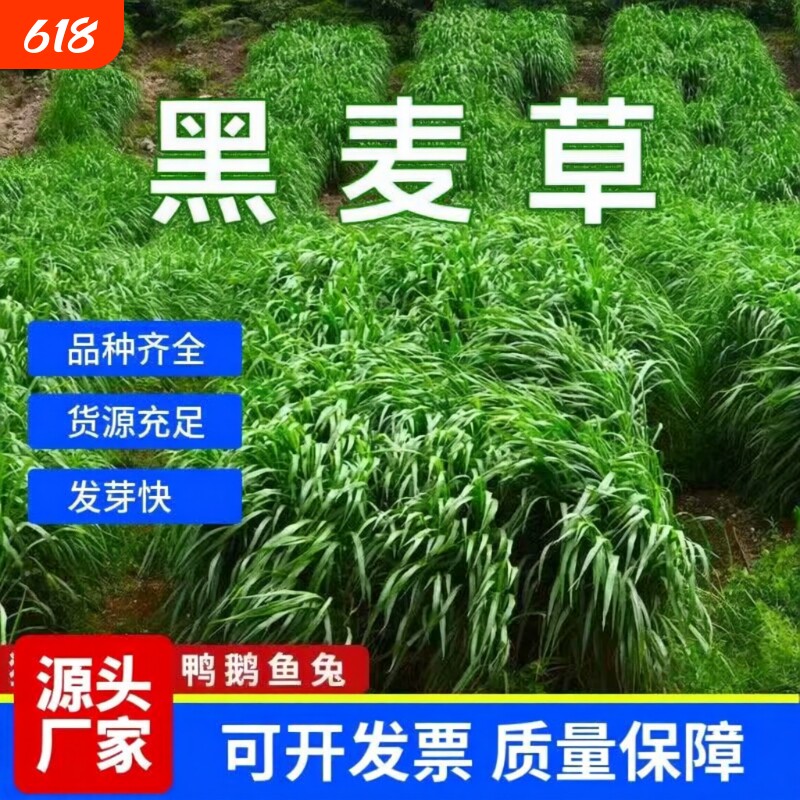 黑麦草种籽子种四季多年生牧草种籽鸡鸭鱼草种子菊苣大叶玉米高产