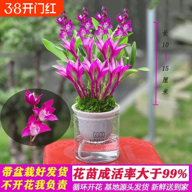 七彩香水石斛兰花四季好养花卉绿植懒人水培盆栽室内客厅开花耐阴