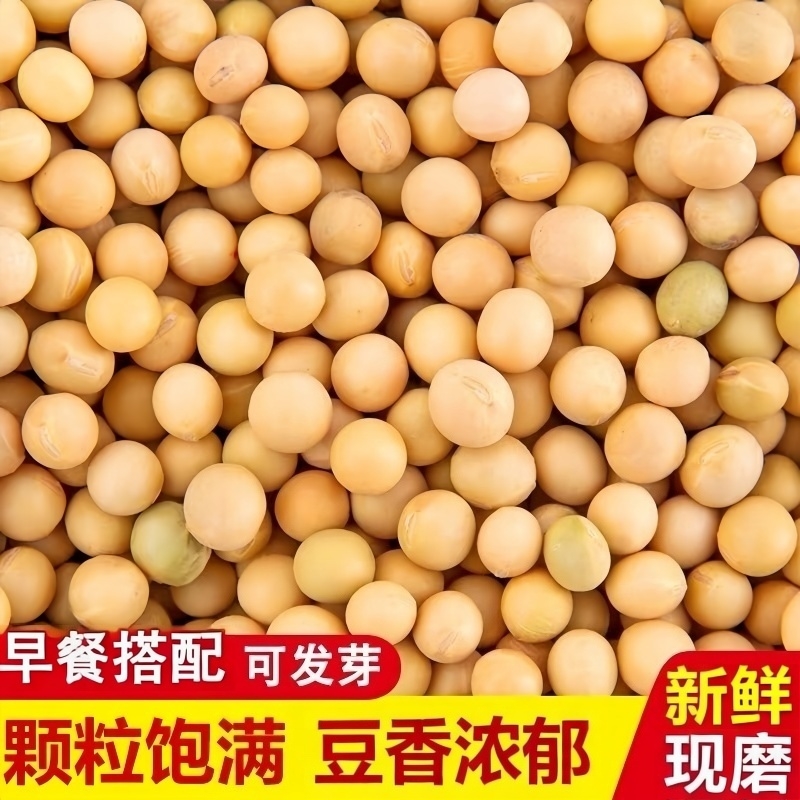 农家黄豆新鲜颗粒饱打豆浆专用