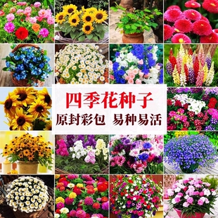 花种籽子四季播种向日葵野花组合盆栽重瓣太阳花波斯菊开花薄荷