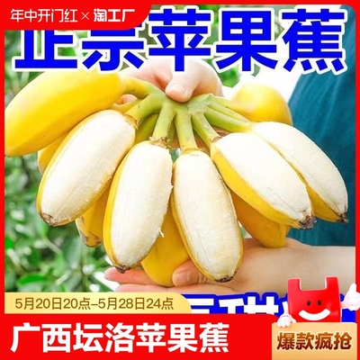 正宗苹果蕉应季自然熟香蕉5斤9斤新鲜整箱粉芭蕉水果现摘软糯香甜