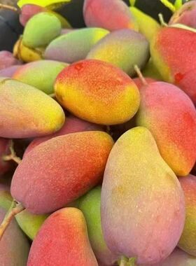 海南贵妃芒当季新鲜水果5斤树上自然熟红金龙果园现摘台芒芒果