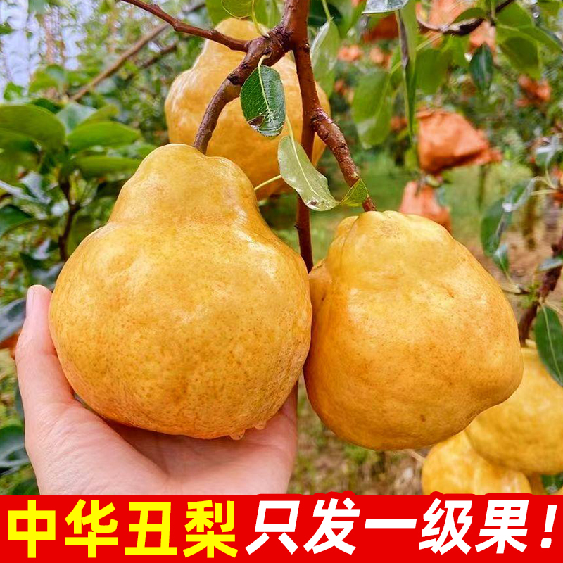 中华丑梨软糯香甜软吃