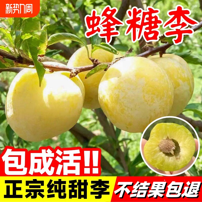 蜂糖李子树苗正宗果树果苗盆栽新品种嫁接蜂蜜种植结果纯甜三华李
