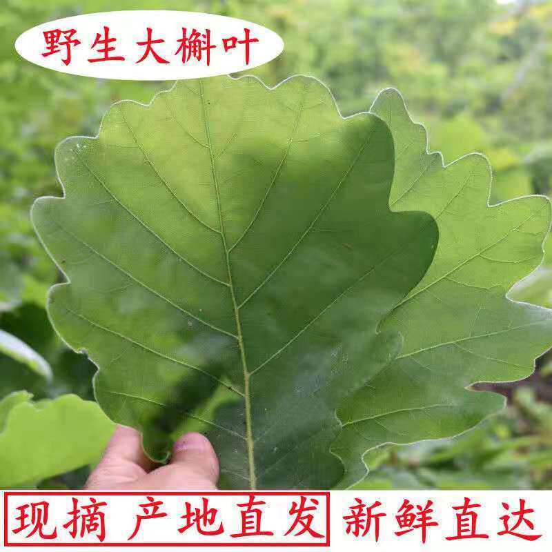 河南山区野生槲叶新鲜粽子叶菠萝叶端午包粽子蒸馒头老式粽叶