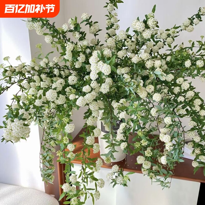 小手球绣线菊鲜切枝条鲜花水养开花家用办公室内插花婚庆配花包邮