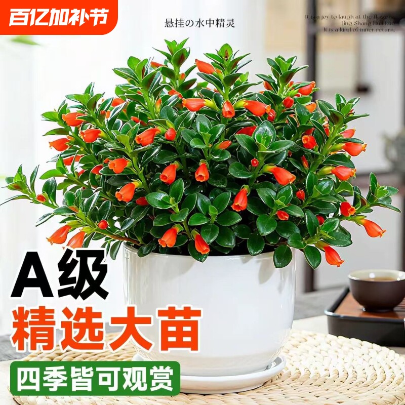 新品金鱼吊兰盆栽带花苞绿植物招财室内阳台好养耐寒四季开花卉