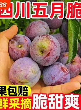 四川新鲜半边红凤凰李5斤脆甜