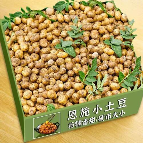 恩施小土豆新鲜富硒黄心豆商用迷你高山洋芋珍珠马铃薯好吃黄金