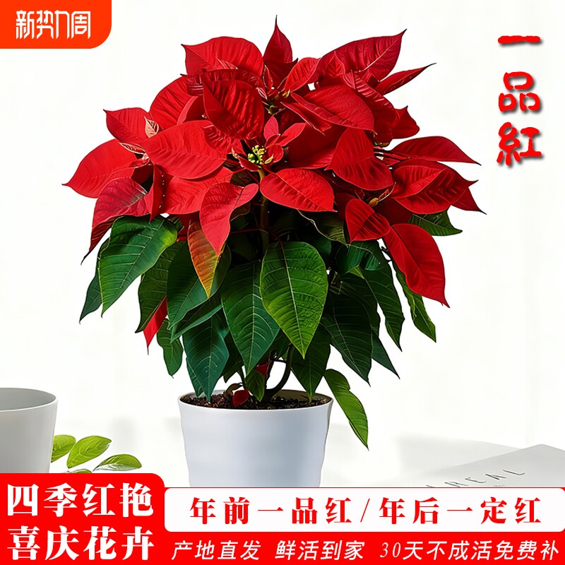 一品红盆栽鸿运当头室内客厅净化空气花卉好养绿植物水培带花开花
