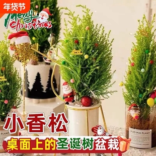 小香松盆栽香冠柏圣诞树四季绿植物盆景竹柏办公室内松树摆件客厅