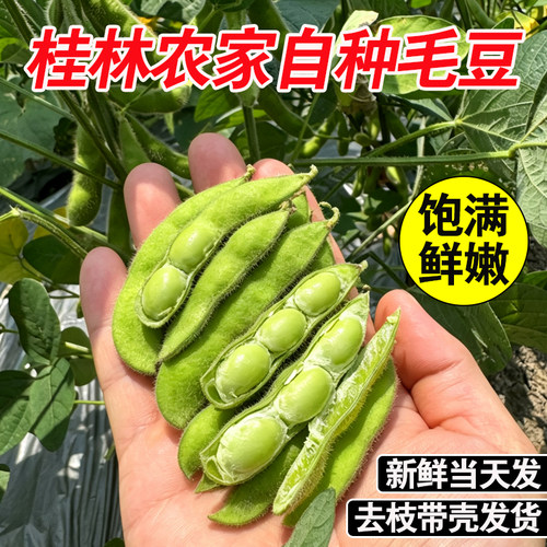 当季新鲜现摘毛豆带壳嫩黄豆子青豆毛豆角仁广西桂林农家商用批发