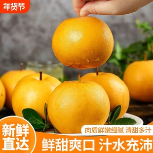 正宗冰糖丰水梨山东梨子当季新鲜水果非秋月梨香酥脆甜雪梨包邮