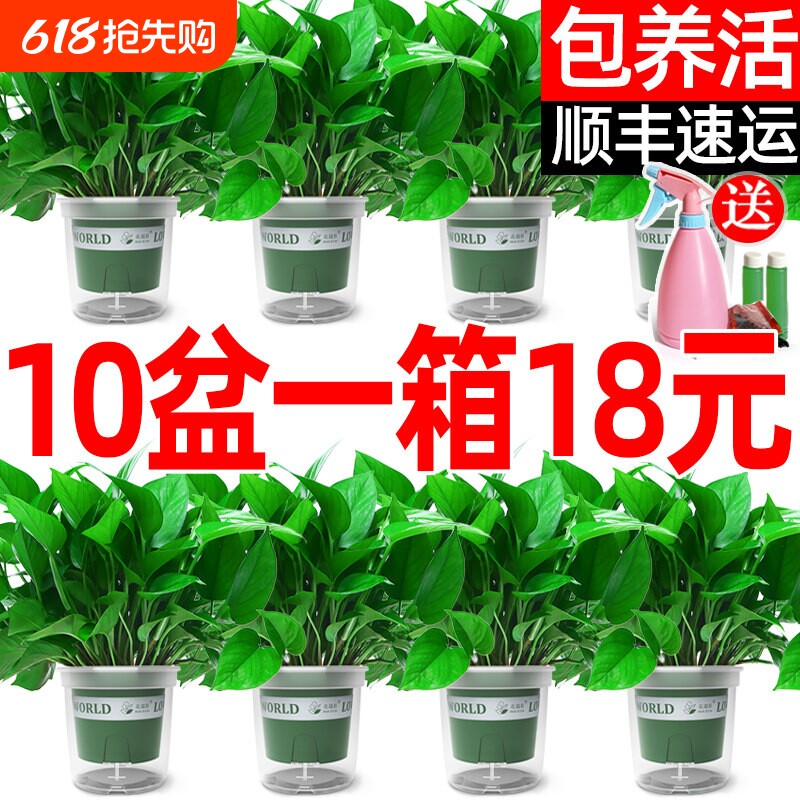 绿萝盆栽植物室内吸除甲醛花卉水培客厅绿植长藤垂吊绿箩净化空气