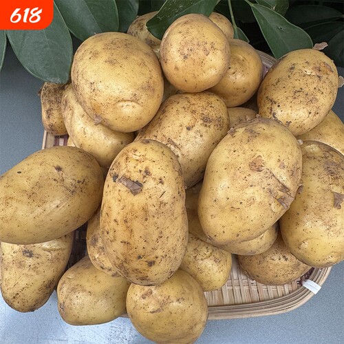 贵州新鲜黄皮黄心土豆现挖