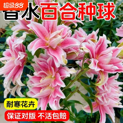 百合花种球盆栽进口香水百合多季开花卉好养植物室内鲜花多年生