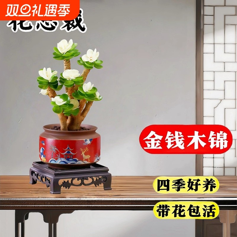 金钱木绿植小盆栽多肉植物花卉精品室内客厅旺宅盆景桌面好养易活